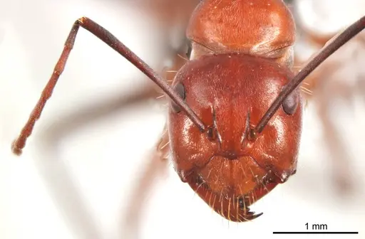 Camponotus donnellani specimen ANTWEB1008617 image antweb1008617_2