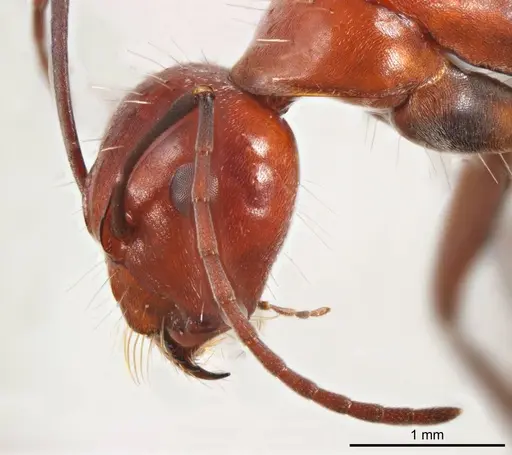 Camponotus donnellani specimen ANTWEB1008617 image antweb1008617_3