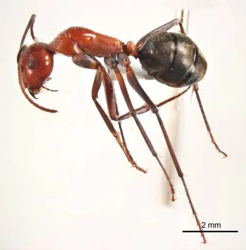Camponotus donnellani specimen ANTWEB1008617 image antweb1008617_4