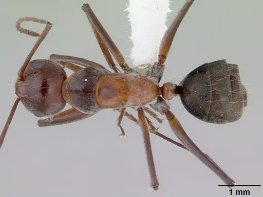Camponotus donnellani specimen CASENT0172148 image casent0172148_1