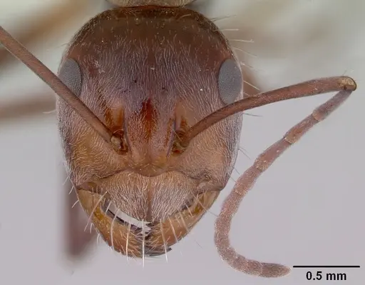 Camponotus donnellani specimen CASENT0172148 image casent0172148_2