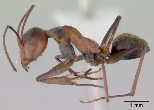 Camponotus donnellani specimen CASENT0172148 image casent0172148_3