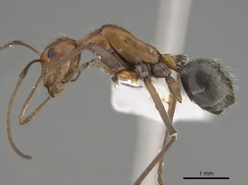 Camponotus donnellani specimen CASENT0887684 image casent0887684_1