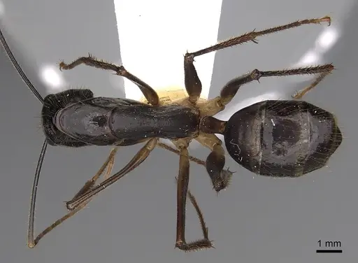 Camponotus dorycus specimen CASENT0280260 image casent0280260_1