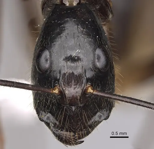 Camponotus dorycus specimen CASENT0280260 image casent0280260_2