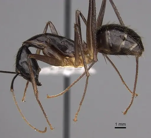 Camponotus dorycus specimen CASENT0280260 image casent0280260_3