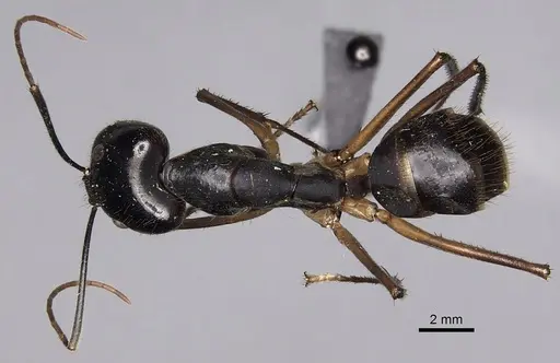 Camponotus dorycus specimen CASENT0280261 image casent0280261_1