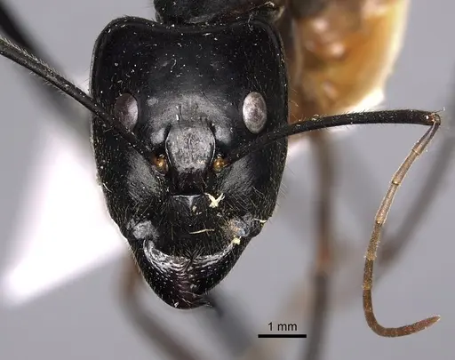Camponotus dorycus specimen CASENT0280261 image casent0280261_2