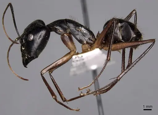Camponotus dorycus specimen CASENT0280261 image casent0280261_3