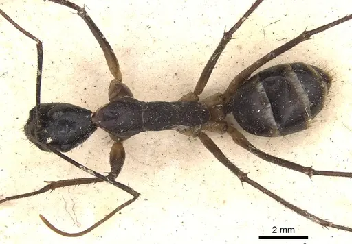 Camponotus dorycus specimen CASENT0901916 image casent0901916_1