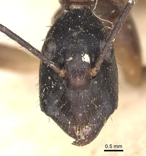 Camponotus dorycus specimen CASENT0901916 image casent0901916_2