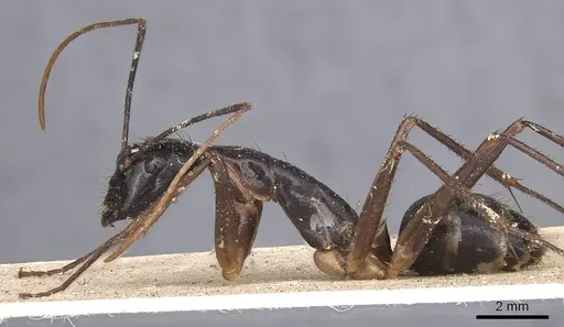 Camponotus dorycus specimen CASENT0901916 image casent0901916_3