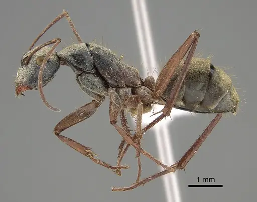 Camponotus dromas specimen CASENT0887715 image casent0887715_1