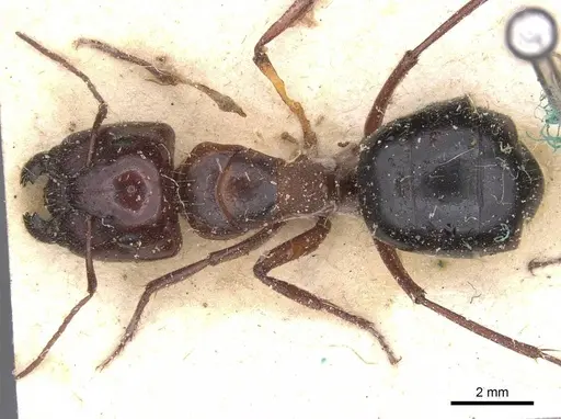 Camponotus dromas specimen CASENT0911754 image casent0911754_1