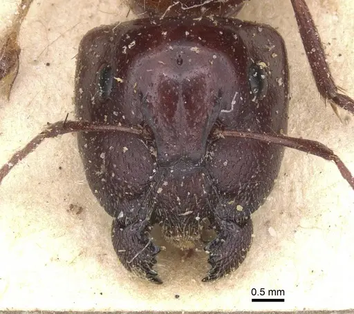 Camponotus dromas specimen CASENT0911754 image casent0911754_2