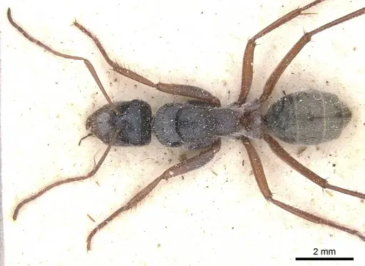 Camponotus dromas specimen CASENT0911755 image casent0911755_1