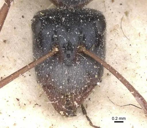Camponotus dromas specimen CASENT0911755 image casent0911755_2