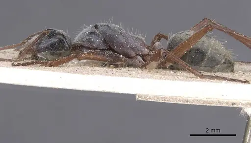 Camponotus dromas specimen CASENT0911755 image casent0911755_3