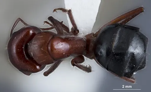 Camponotus dromas specimen JDM32-001165 image jdm32-001165_1