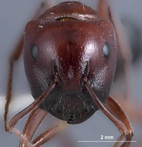 Camponotus dromas specimen JDM32-001165 image jdm32-001165_2