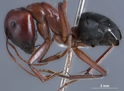 Camponotus dromas specimen JDM32-001165 image jdm32-001165_3