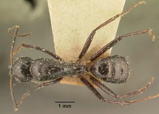 Camponotus dromedarius specimen CASENT0101107 image casent0101107_1