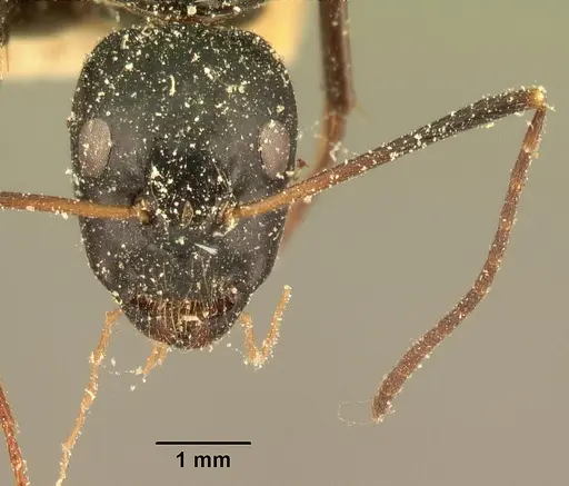 Camponotus dromedarius specimen CASENT0101107 image casent0101107_2