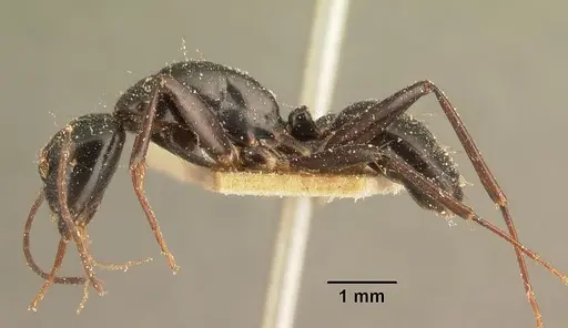 Camponotus dromedarius specimen CASENT0101107 image casent0101107_3