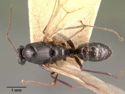 Camponotus dromedarius specimen CASENT0101422 image casent0101422_1