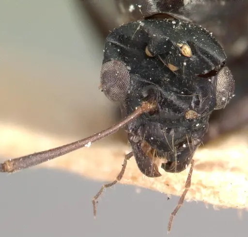 Camponotus dromedarius specimen CASENT0101422 image casent0101422_2