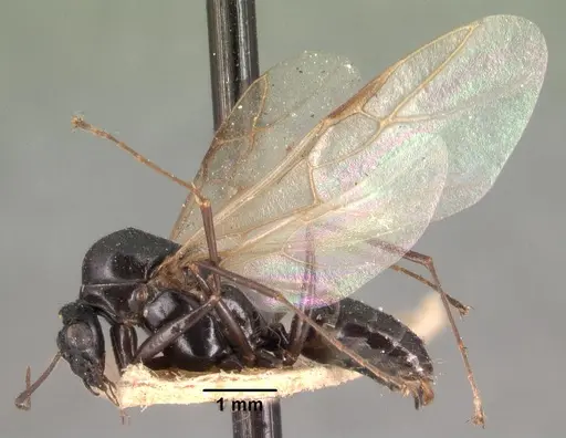 Camponotus dromedarius specimen CASENT0101422 image casent0101422_3