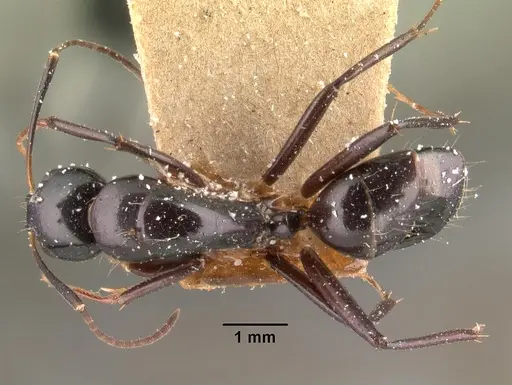 Camponotus dromedarius specimen CASENT0101423 image casent0101423_1