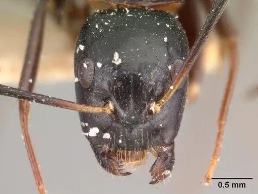 Camponotus dromedarius specimen CASENT0101423 image casent0101423_2