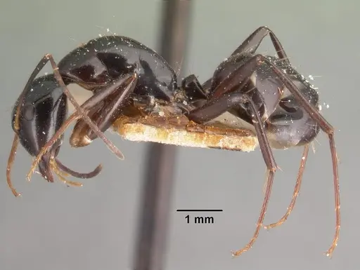 Camponotus dromedarius specimen CASENT0101423 image casent0101423_3