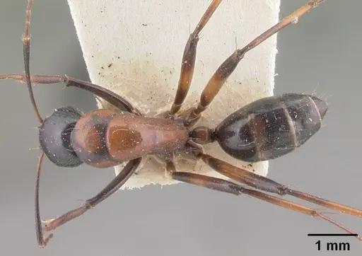 Camponotus dromedarius specimen CASENT0101531 image casent0101531_1