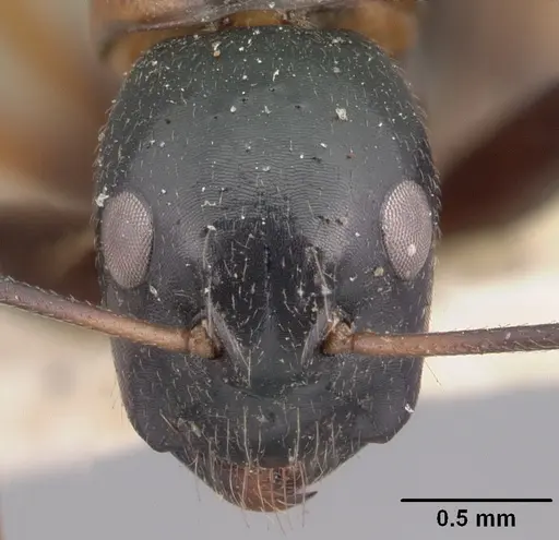 Camponotus dromedarius specimen CASENT0101531 image casent0101531_2