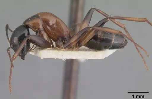 Camponotus dromedarius specimen CASENT0101531 image casent0101531_3