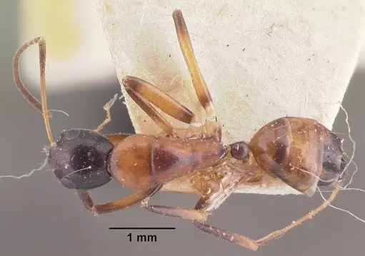 Camponotus dromedarius specimen CASENT0101532 image casent0101532_1