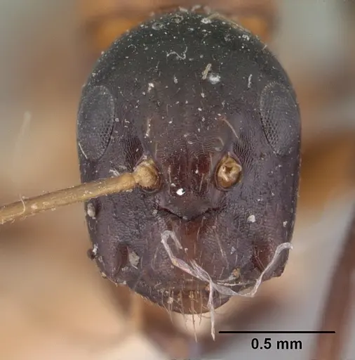 Camponotus dromedarius specimen CASENT0101532 image casent0101532_2