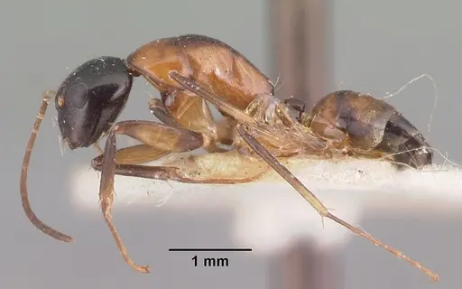 Camponotus dromedarius specimen CASENT0101532 image casent0101532_3