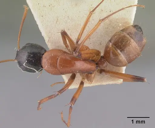 Camponotus dromedarius specimen CASENT0101533 image casent0101533_1