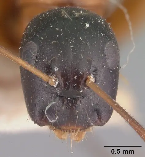Camponotus dromedarius specimen CASENT0101533 image casent0101533_2