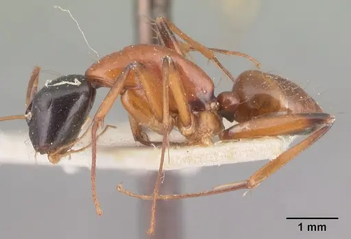 Camponotus dromedarius specimen CASENT0101533 image casent0101533_3