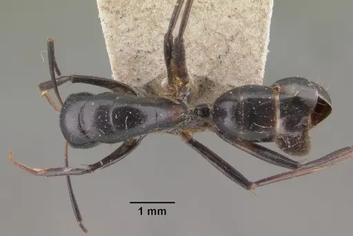 Camponotus dromedarius specimen CASENT0101534 image casent0101534_1