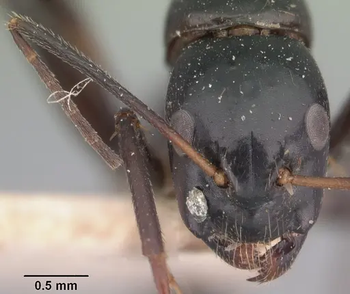 Camponotus dromedarius specimen CASENT0101534 image casent0101534_2