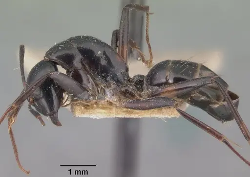 Camponotus dromedarius specimen CASENT0101534 image casent0101534_3