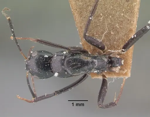 Camponotus dromedarius specimen CASENT0101538 image casent0101538_1