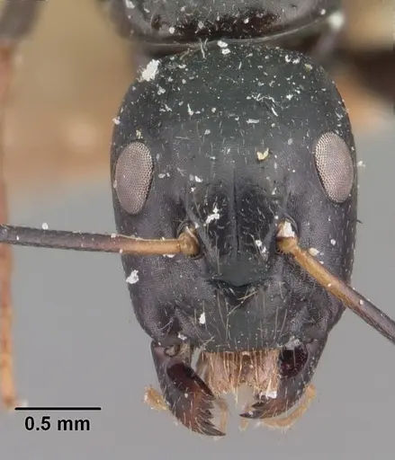 Camponotus dromedarius specimen CASENT0101538 image casent0101538_2