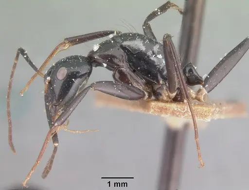 Camponotus dromedarius specimen CASENT0101538 image casent0101538_3