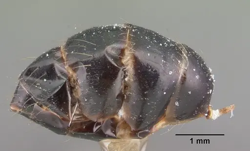 Camponotus dromedarius specimen CASENT0101538 image casent0101538_4